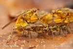 Yellow Dung Fly