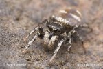 Zebra Spider