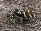 Zebra Spider