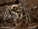 Zebra Spider