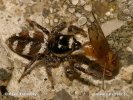 Zebra Spider