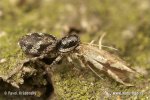 Zebra Spider