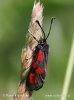 Zygaena loti