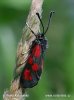 Zygaena loti