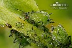 蚜虫