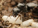 黑山蟻
