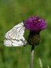 Бяла овощна пеперуда