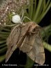 Флориколен крабов паяк