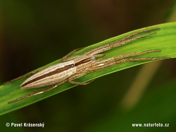 Tibellus oblongus