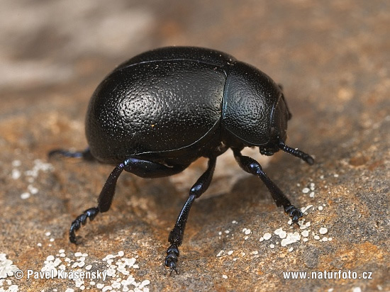 Timarcha goettingensis