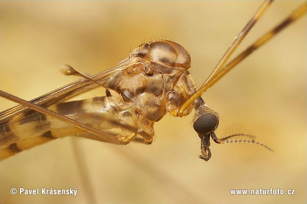 Tipula sp.