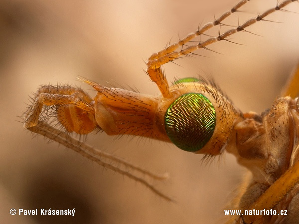 Tipula sp.