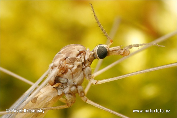 Tipula sp.