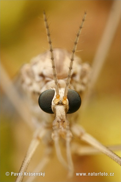 Tipula sp.