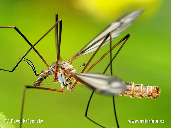 Tipula vernalis