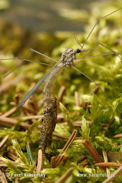 Tipules