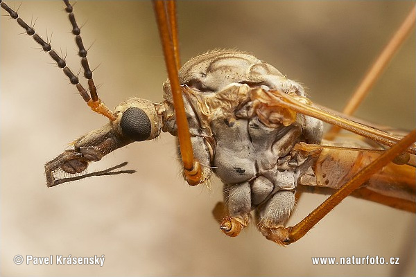 Tipulidae