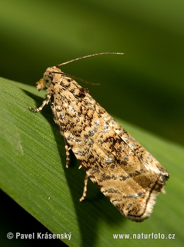 Tortrix Moth (Celypha lacunana)