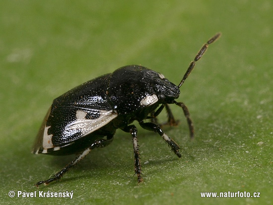 Tritomegas bicolor