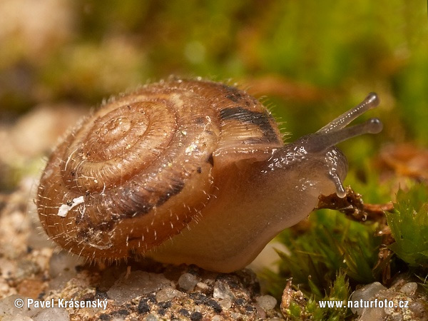 Trochulus hispidus