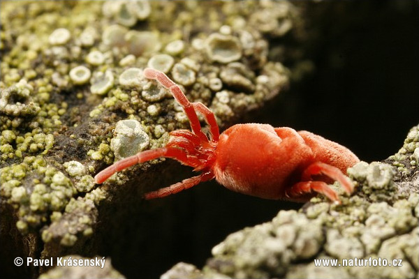 Trombidium holosericeum