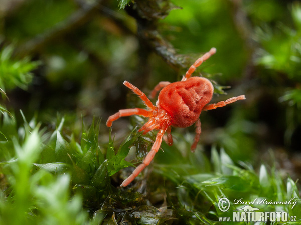 Trombidium holosericeum