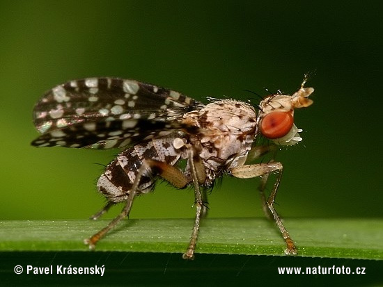 Trypetoptera punctulata