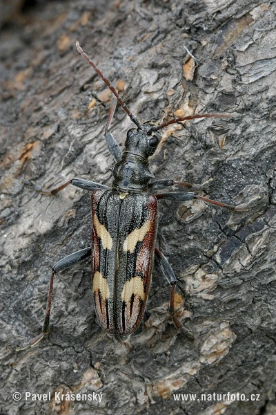 Two-banded Longhorn Beetle (Rhagium bifasciatum)