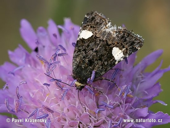 Tyta luctuosa