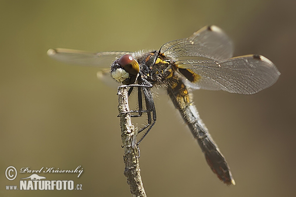 ulbous White-faced Darter Lilypad Whiteface