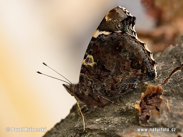 Vanessa atalanta