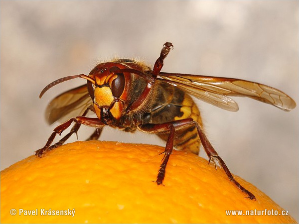 Vespa crabro