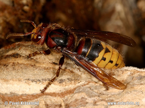 Vespa crabro