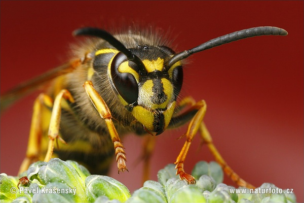 Vespula comune