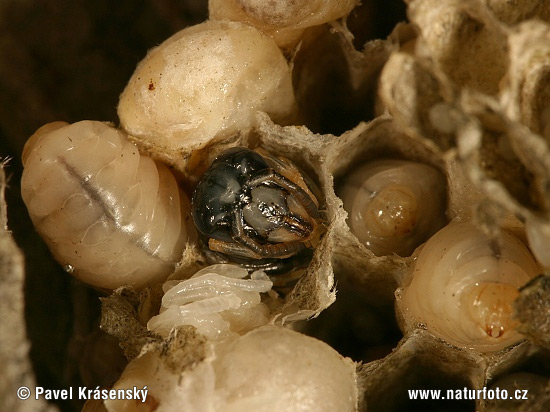 Vespula vulgaris