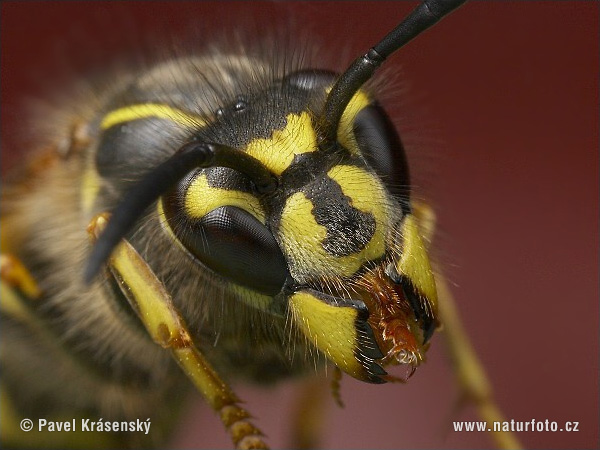 Vespula vulgaris