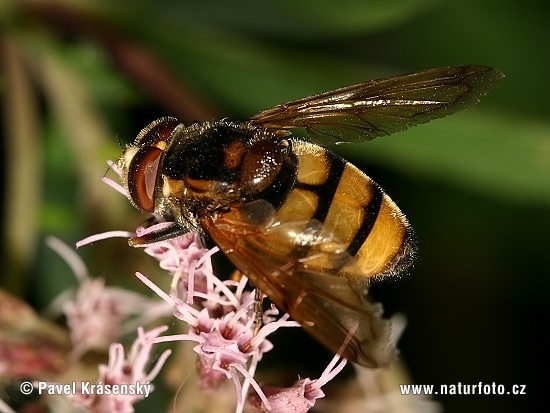 Volucella zonaria