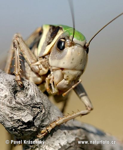 Wart-biter cricket (Decticus verrucivorus)