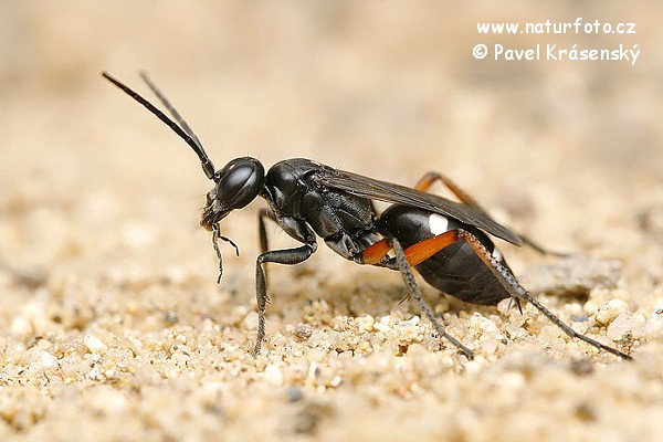 Wasp (Cryptocheilus versicolor)