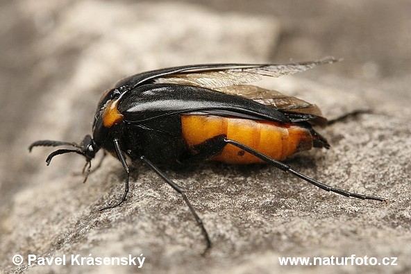 Wasps' Nest Beetle (Metoecus paradoxus)