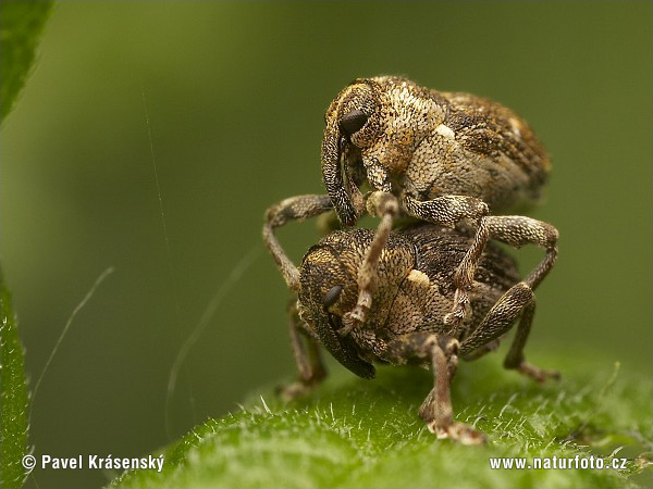 Weevil (Nedyus quadrimaculatus)