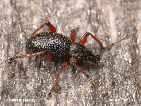 Weevil (Otiorhynchus niger)
