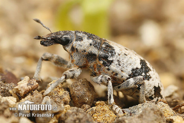 Weevil (Bothynoderes affinis)