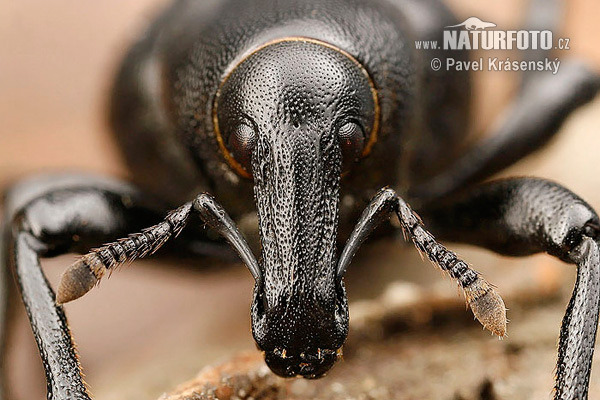 Weevil (Liparus dirus)