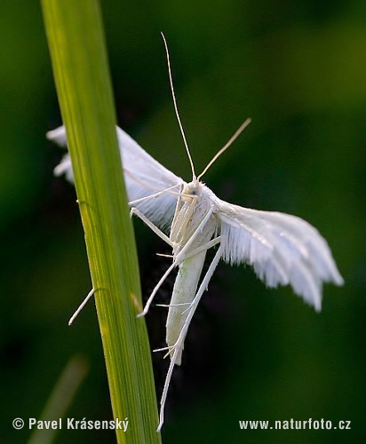 White Plume Moth Photos, White Plume Moth Images, Nature Wildlife ...