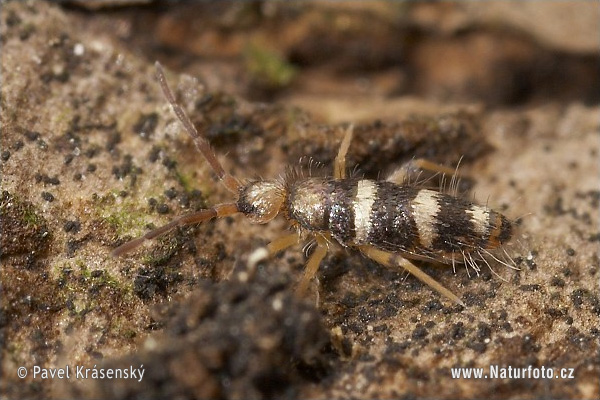 Willowsia platani