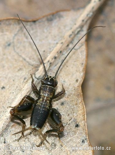 Wood cricket (Nemobius sylvestris)