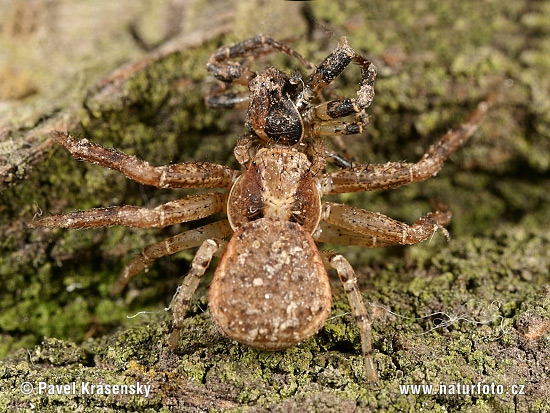 Xysticus lanio