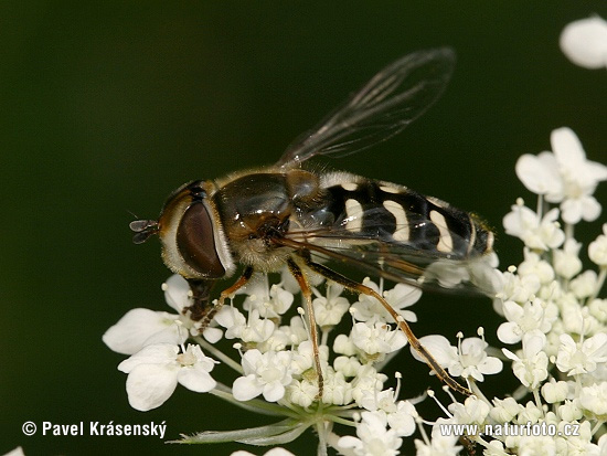 yrphe pyrastre