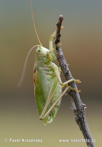 Žiogas giesmininkas